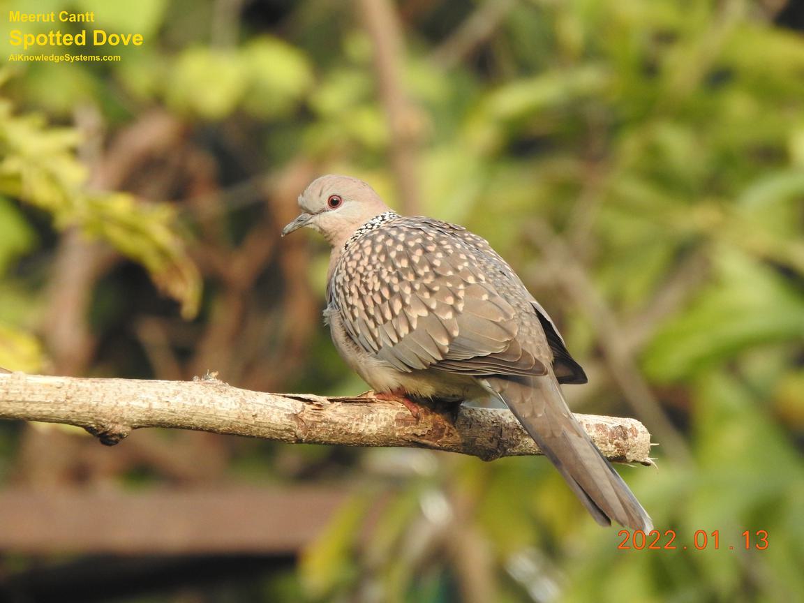 Dove Spotted (73) Coming Soon